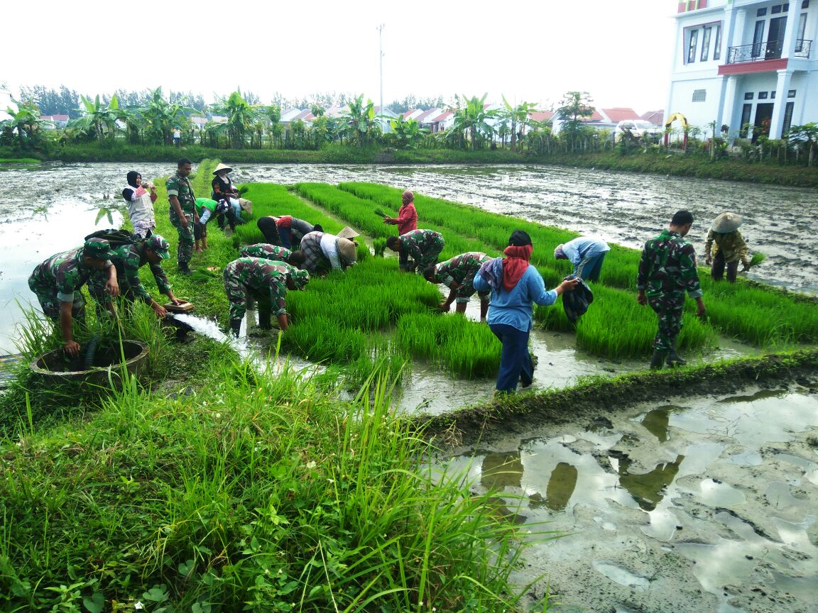 Wujudkan Hanpangan Koramil Kota Baro Bersama BPP Kecamatan, Terus Lakukan Pendampingan Kepada Para Petani