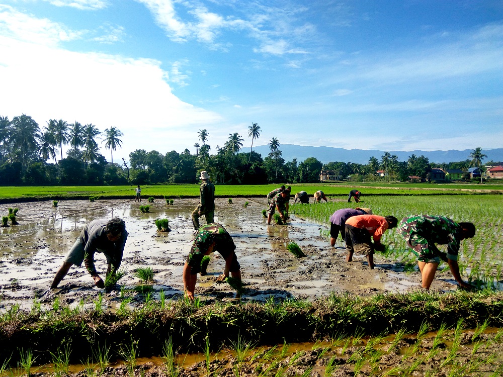 Wujud Nyata TNI Sukseskan Swasembada Pangan