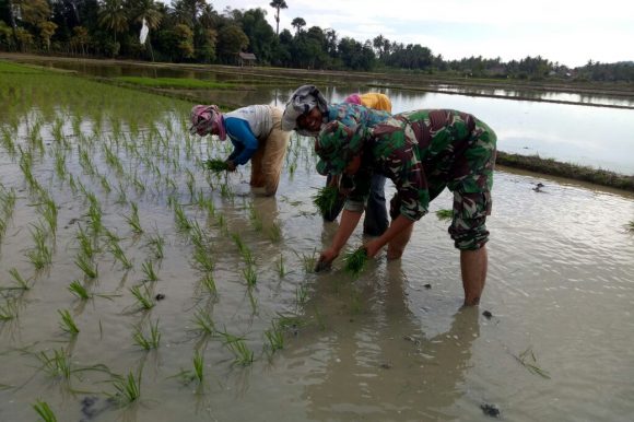 Masuk Musim Puncak Tanam, Kodim 0102/Pidie Intensifkan Babinsa Bantu Petani