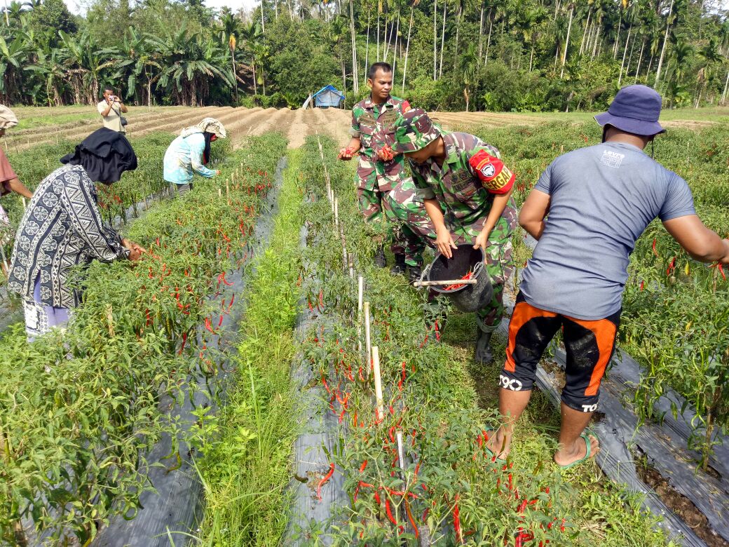 Kebersamaan Koramil 18/Trienggadeng Bersama Petani Binaan saat memanen Cabe