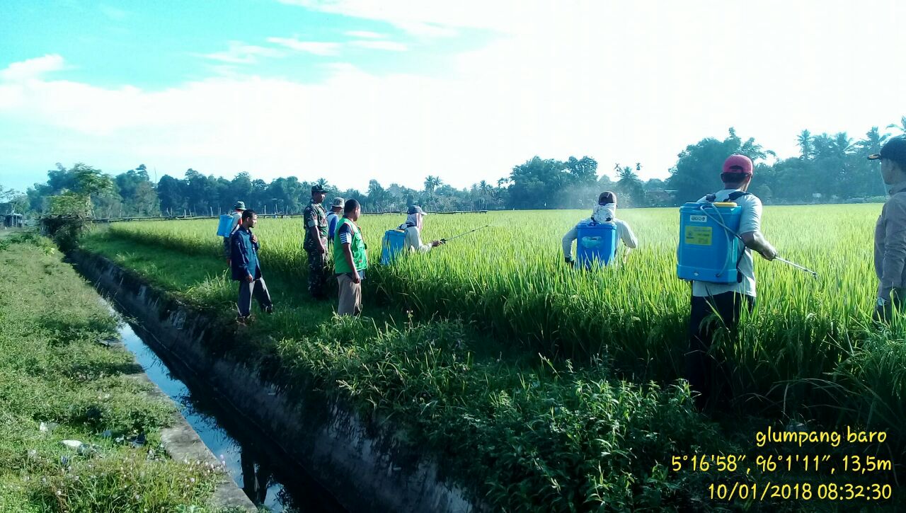 Babinsa Koramil 25/Glumpang Baro Bersama Petugas PHP Bantu Petani Basmi Hama Wereng Coklat