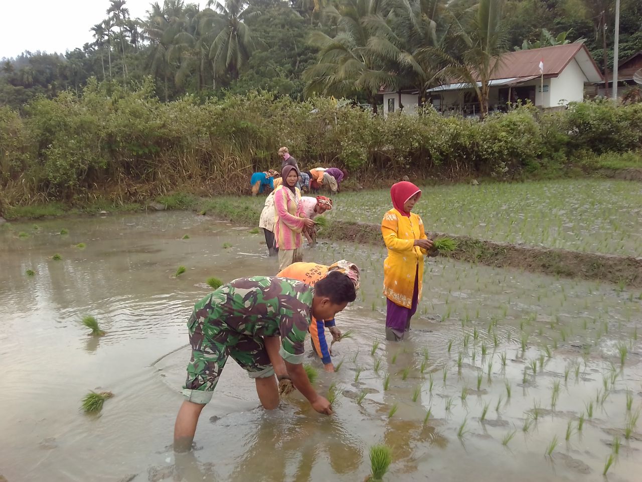 SINERGITAS BABINSA ISAQ DAN PETANI DI SAWAH