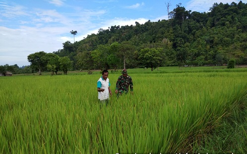 Babinsa 08 Alafan Bersama Petani Cek Tanaman Padi