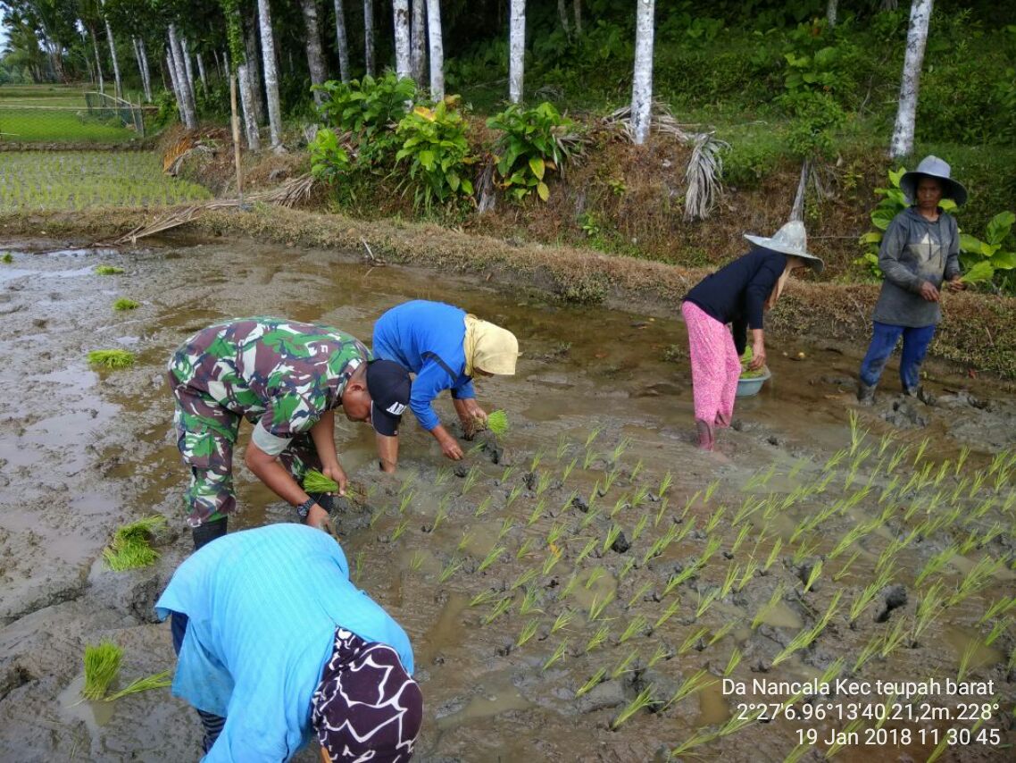 Babinsa Posramil 07 Teupah Barat Bantu Petani Tanam Padi