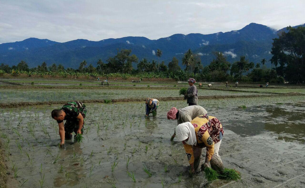 Babinsa Bantu Poktan Agara Memindahkan Bibit Padi Yang Siap Untuk di Tanami