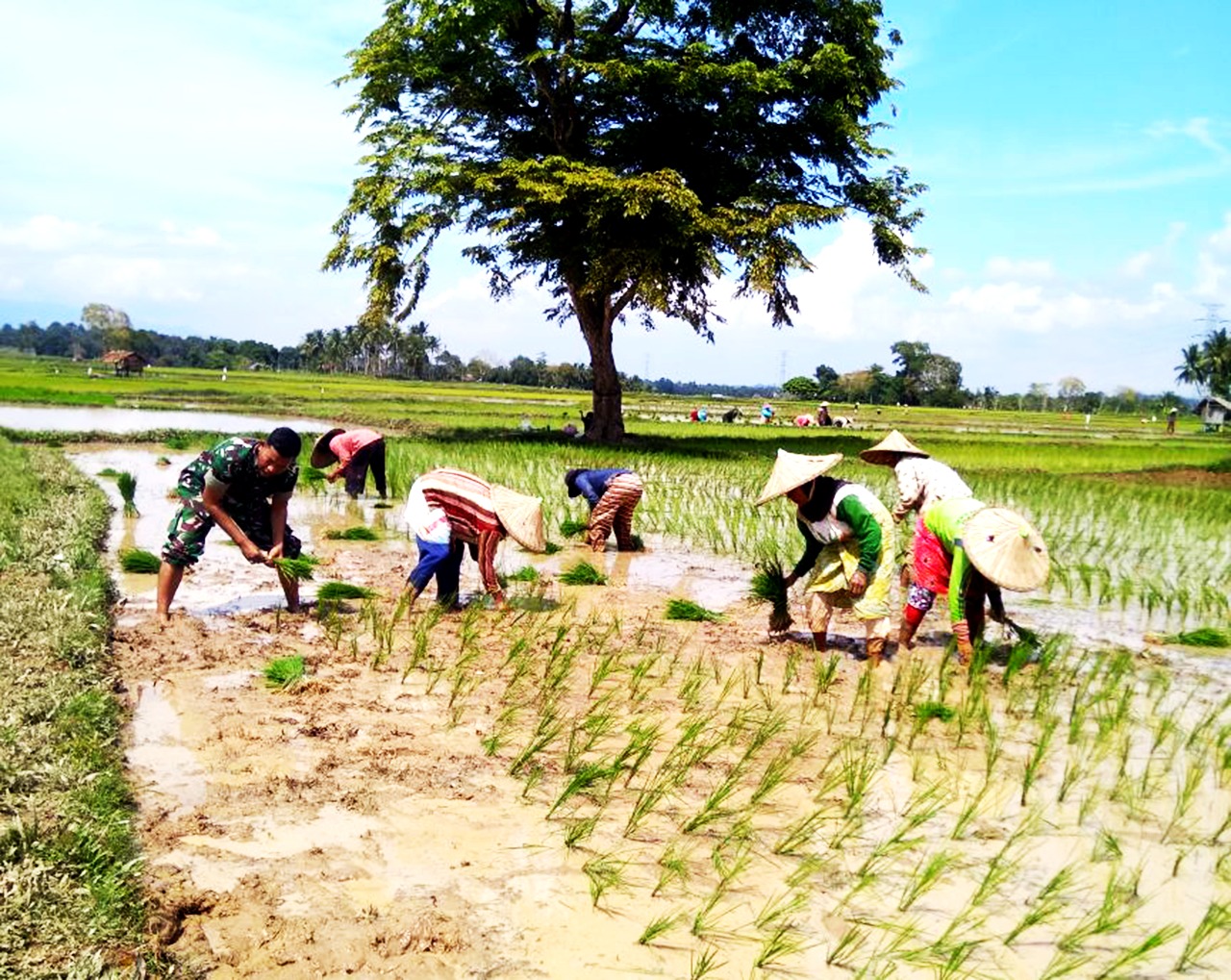 Semangat Babinsa Wujudkan Hanpangan, Terus Bantu Petani Padi Desa Binaannya