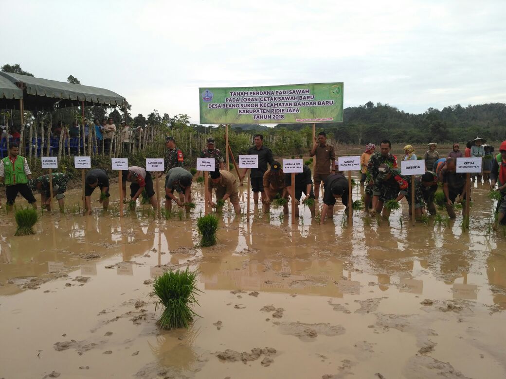 Dandim Pidie dan Bupati Pidie Jaya Tanam Padi Perdana di Lahan Cetak Sawah Baru