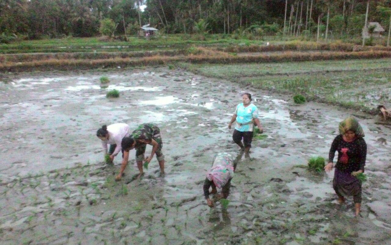 Babinsa Siap Wujudkan Swasembada Pangan diawal Tahun