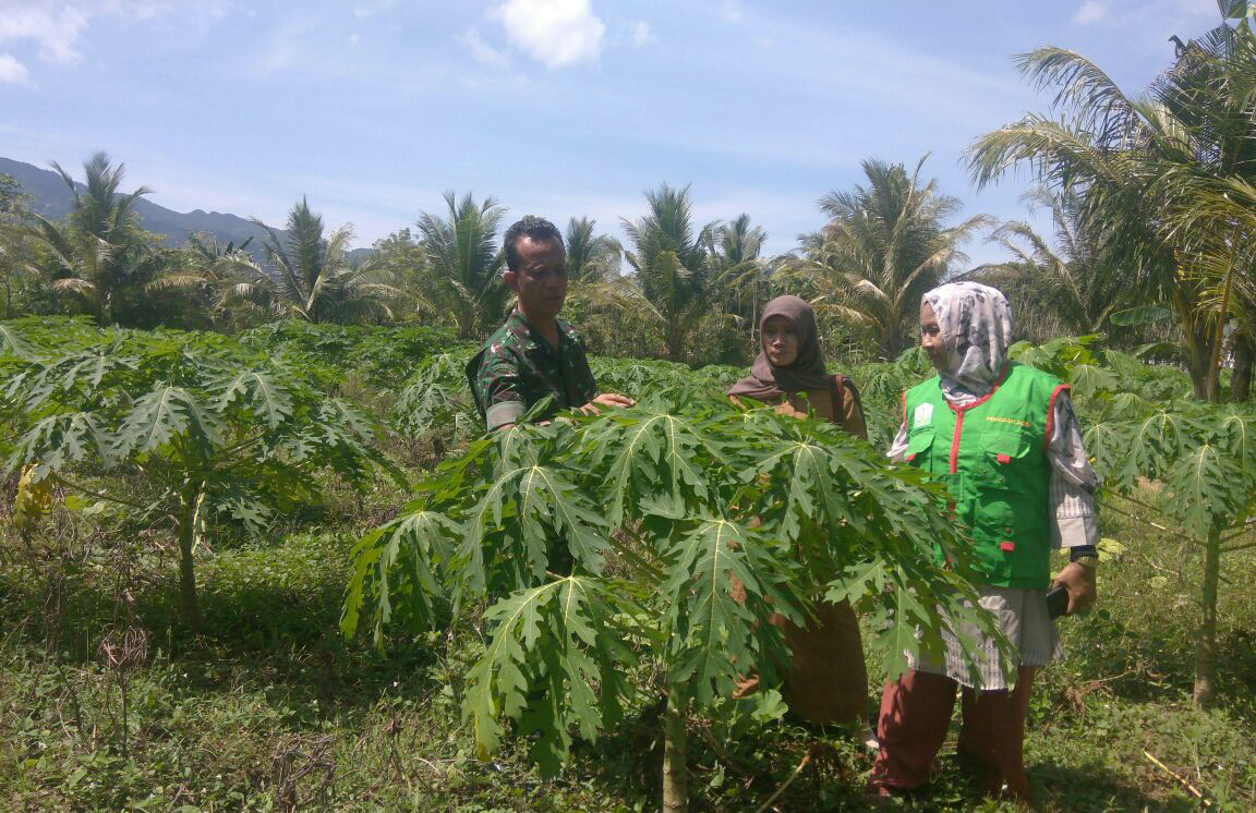 Babinsa bersama Mantri Tani dan Penyuluh Pertanian Kecamatan Darul Imarah, Pantau Perkembangan Lahan Perkebunan Pepaya