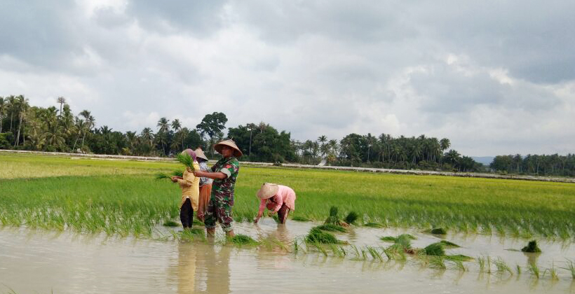 Konsistensi Babinsa Koramil Kota Baro, Selalu Dampingi Petani Bantu Tanam Padi