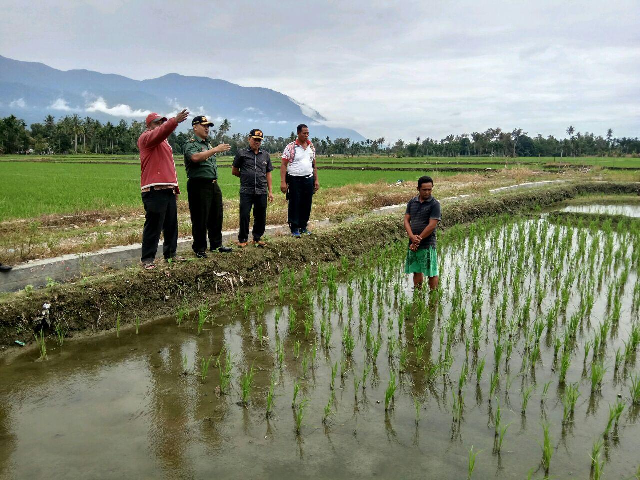 Dandim Agara Tinjau Perkembangan Padi Bersama Poktan Agara