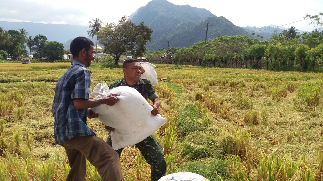 Babinsa Tetap Setia Terus Bantu Dampingi Para Petani