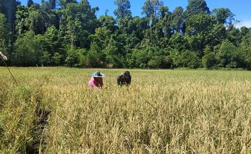 Sejahterakan Warga Binaannya, Babinsa Koramil 08 Alafan Bantu Petani Panen Padi