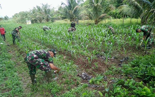 Koramil 01 Simtim Bantu Petani Menebar Pupuk Jagung