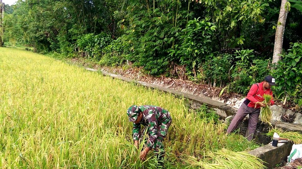 BABINSA LAMAMEK KORAMIL 05 SIMBAR MELAKSANAKAN PENDAMPINGAN PANEN PADI DI DESA BINAAN