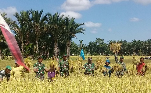 Plh. Danramil 09/Samatiga Panen Padi Poktan