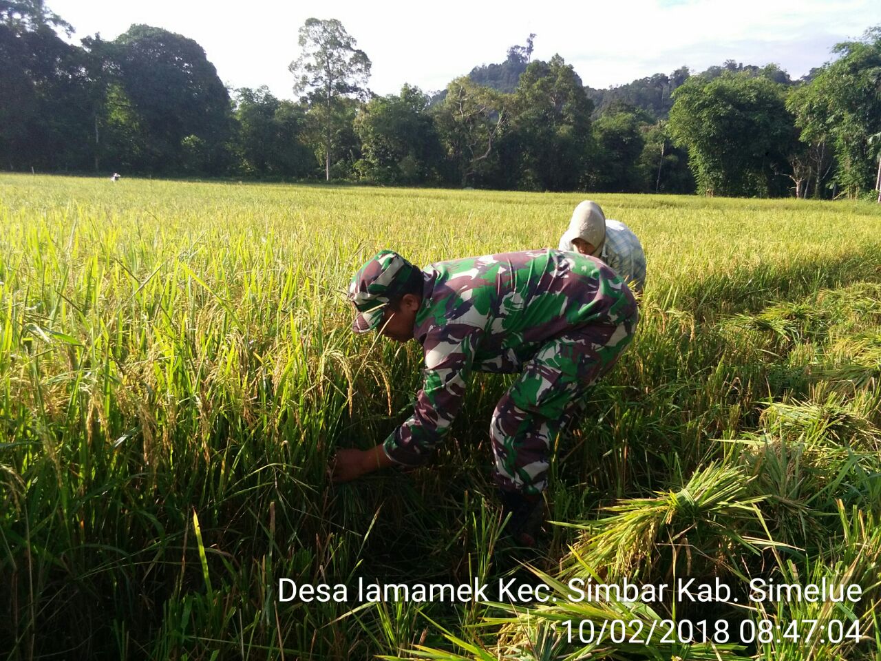 Dukung Swasembada Pangan, Babinsa Koramil 05 Simbar Ikut Panen Padi
