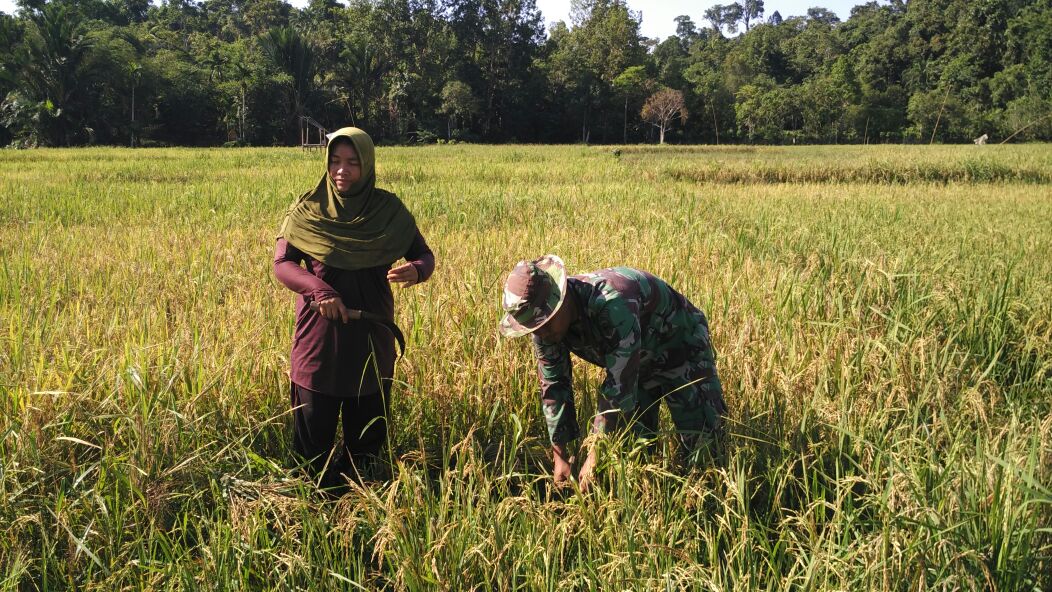Dukung dan Sukseskan Swasembada Pangan, Babinsa 03 Teupah Selatan Panen Padi