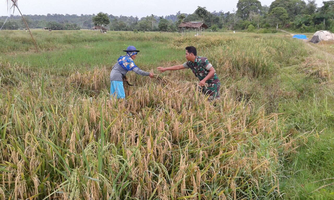 PERAN BABINSA KORAMIL 03 TEUPAH SELATAN MULAI DARI TANAM HINGGA PANEN
