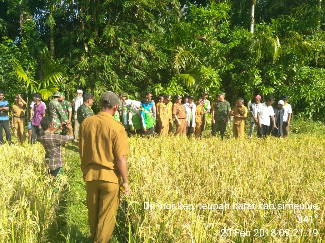 Dandim 0115 Simeulue Tinjau Lahan Padi Siap Panen
