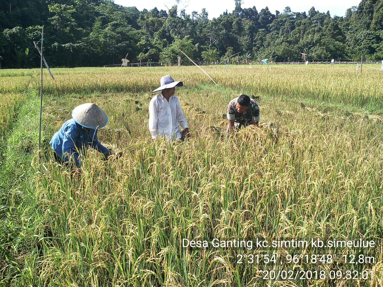 Babinsa Koramil 01 Simtim Melaksanakan Upsus Panen Padi Milik Poktan