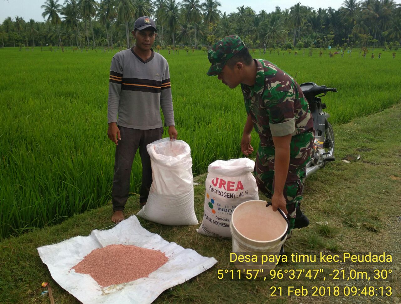 Babinsa Koramil 04/Peudada Dampingi Petani Mengolah Pupuk