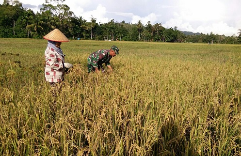 Wujud Nyata Peran Babinsa Koramil 05 Simbar Dampingi Petani Panen Padi