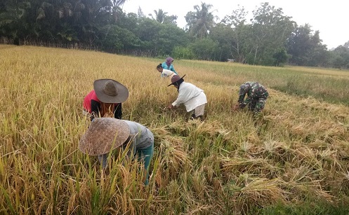 Upaya dan Kerja Keras Babinsa Posramil 07 Teupah Barat Dampingi Petani Panen Padi