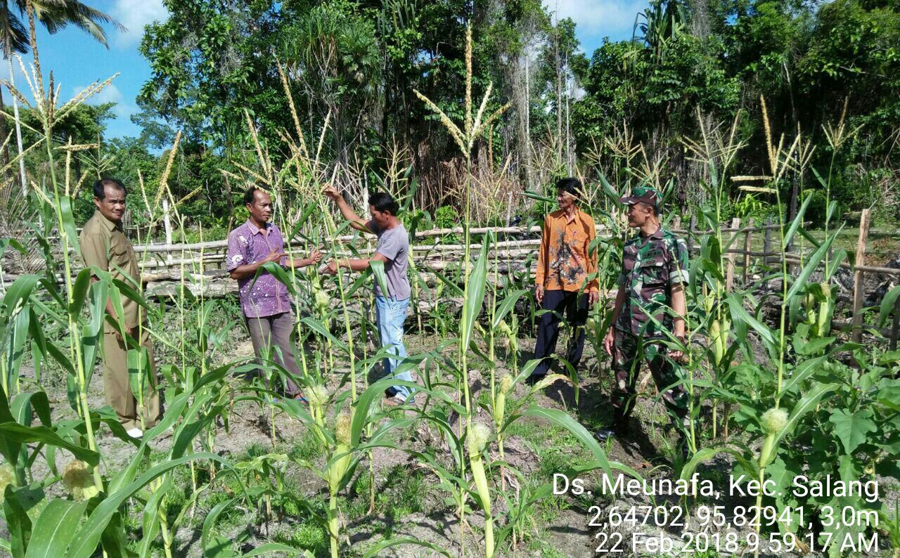 Babinsa Koramil 04 Salang Bersama Petani Merawat Tanaman Jagung