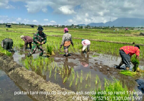 Kebersamaan Babinsa, PPL dan Petani di Sawah