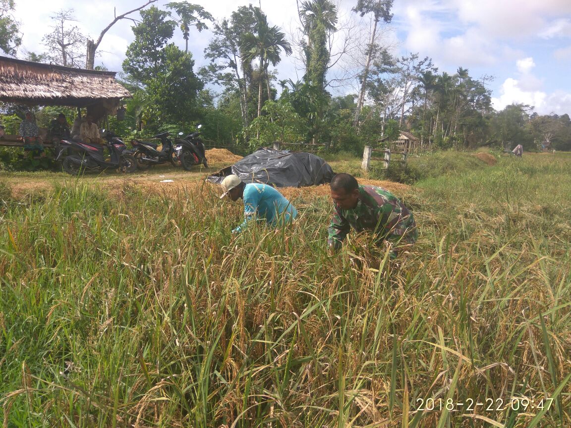Babinsa Koramil 03 Teupah Selatan Sebagai Motivator dan Pendorong Bagi Para Petani