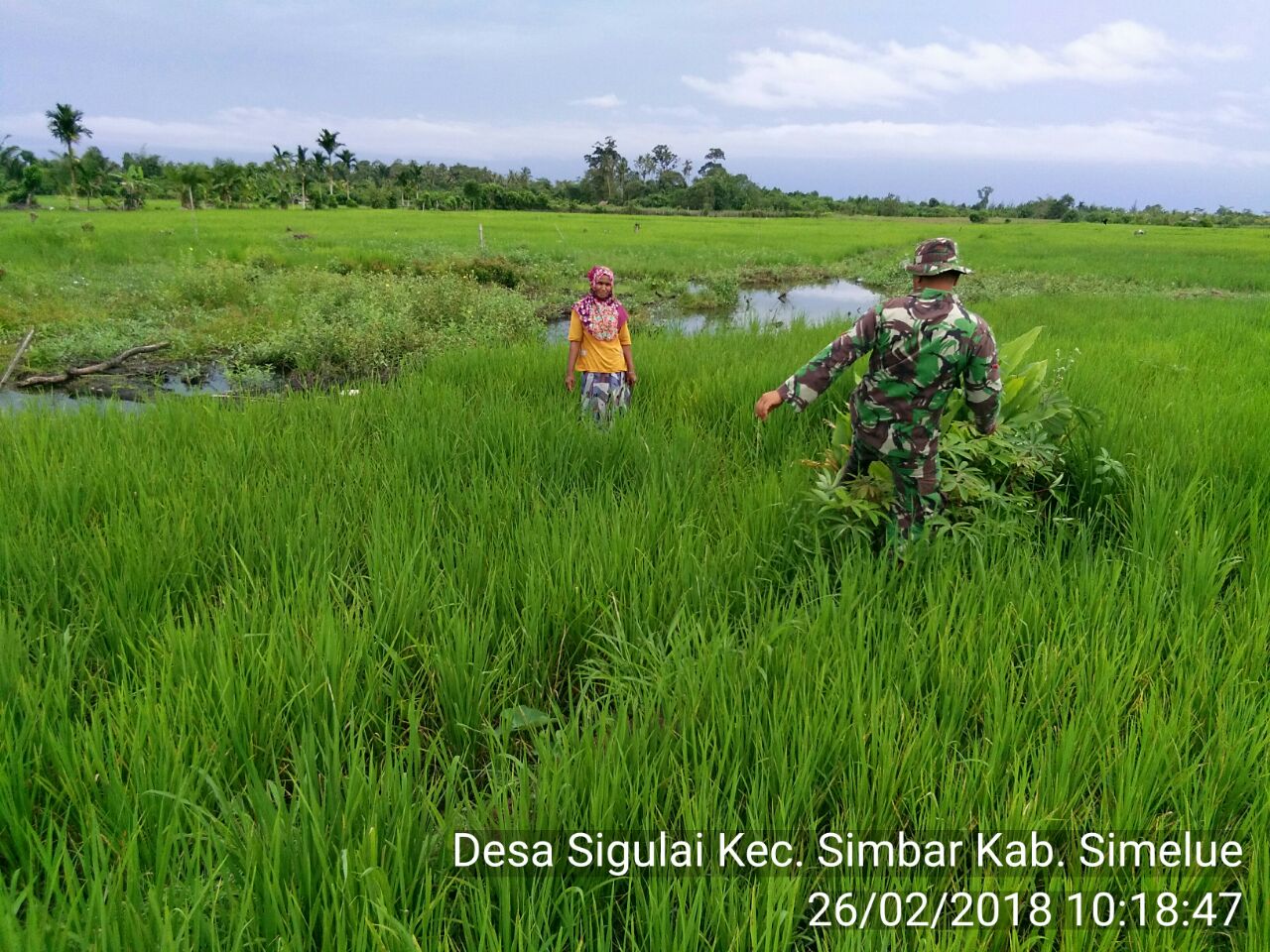 Babinsa Koramil 05 Simbar Bersama Petani Merawat Tanaman Padi