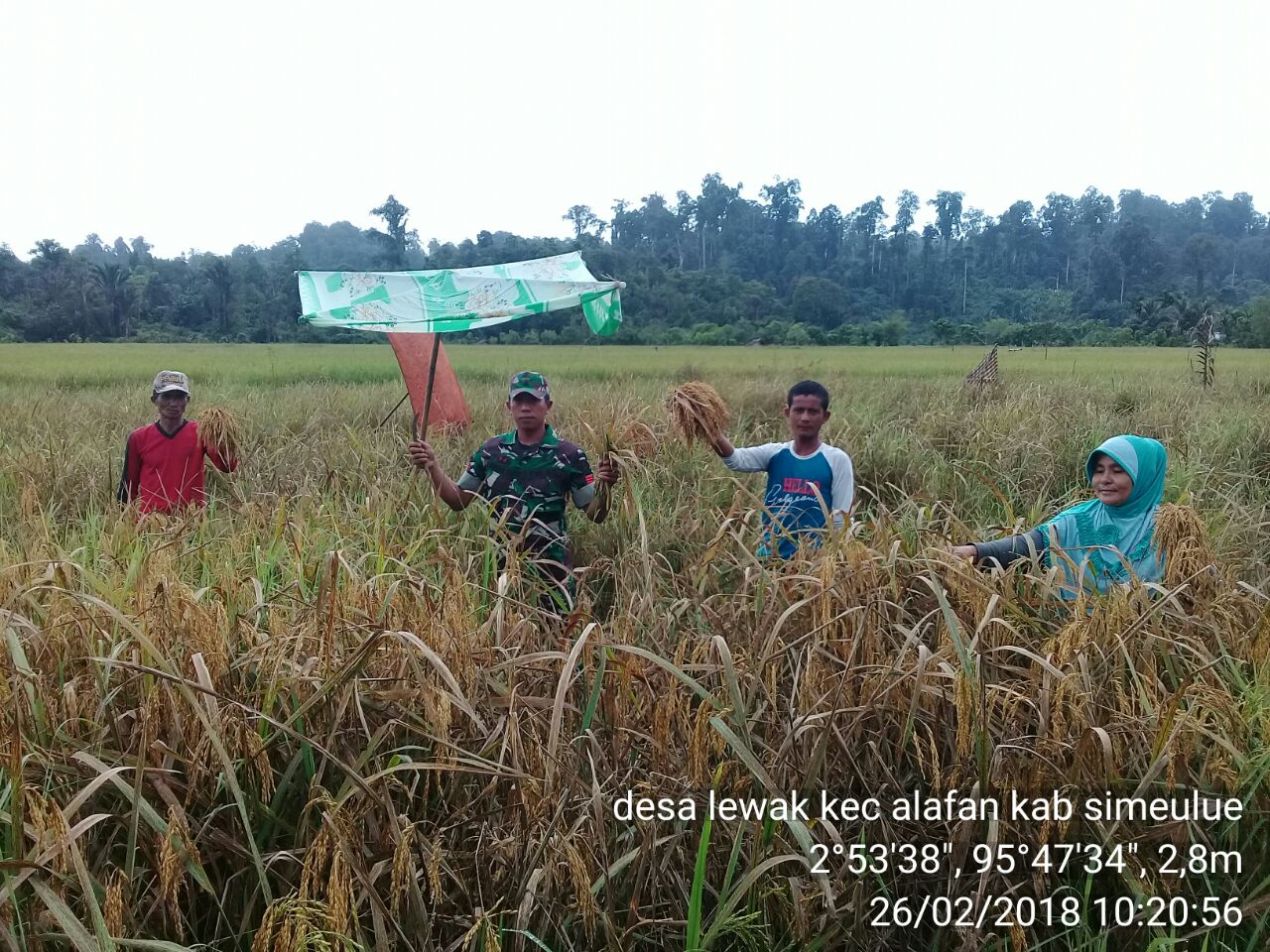 Babinsa Koramil 08 Alafan Bantu Petani Panen Padi