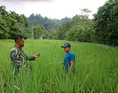 Batuud Koramil 08 Alafan Cek Kesuburan Tanaman Padi