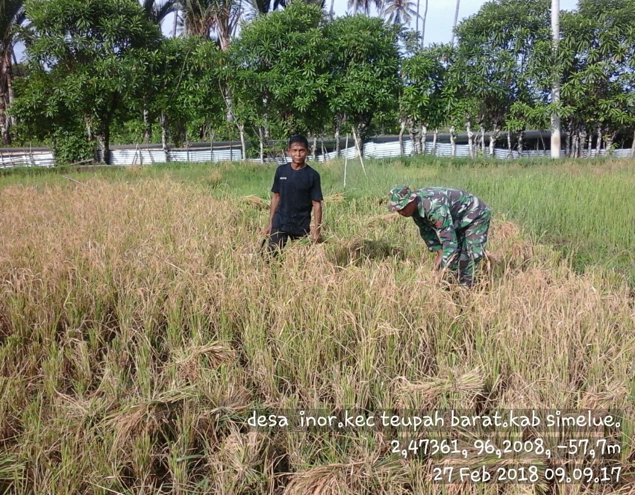 Petani Panen Padi Bersama Babinsa Posramil 07 Teupah Barat