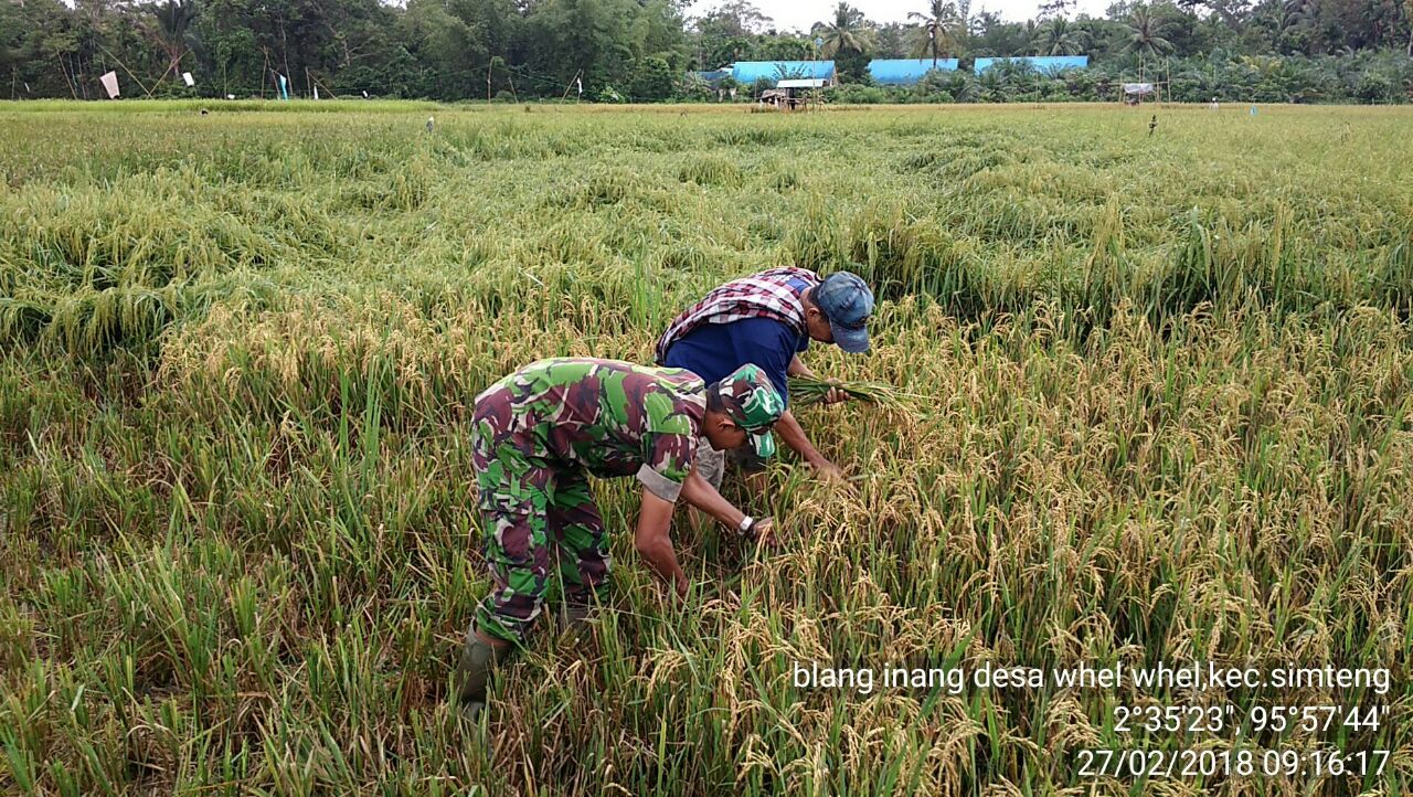 Memasuki Masa Panen, Babinsa Koramil 02 Simteng Gencar Bantu Petani
