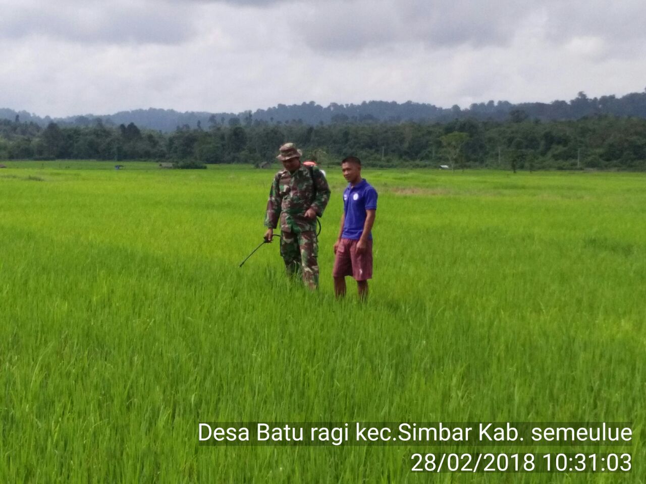 Babinsa Koramil 05 Simbar Dampingi Petani Penyemprotan Tanaman Padi
