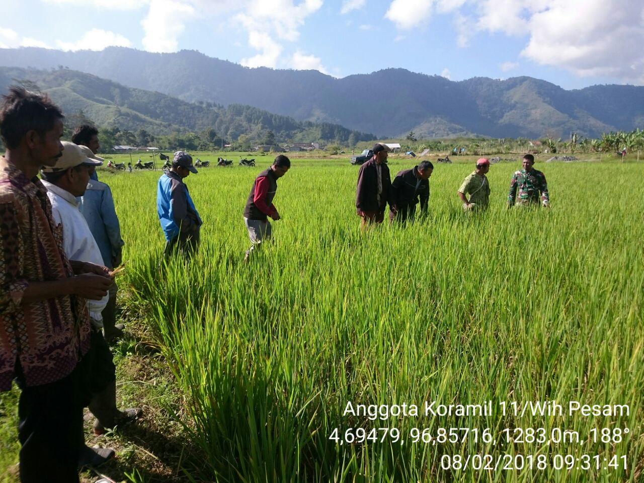 Sinergitas Babinsa dan PPL Di Sawah Bantu Petani