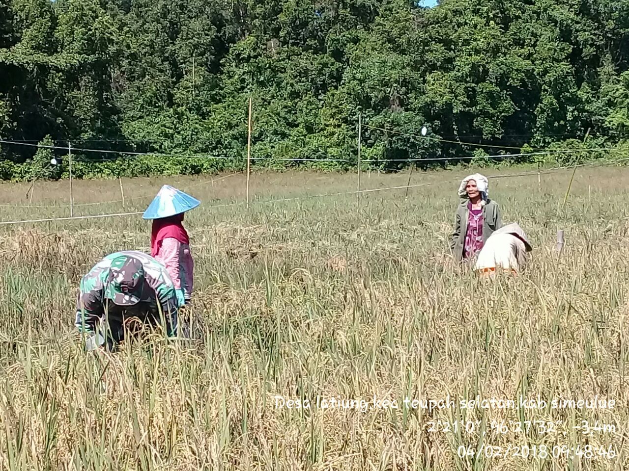 Upsus, Babinsa Koramil 03 Teupah Selatan Bersama Petani Panen Padi