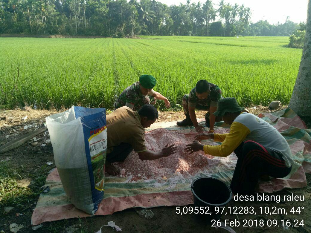 Babinsa Koramil 17/Simpang Keuramat Bantu Petani Mengolah Pupuk