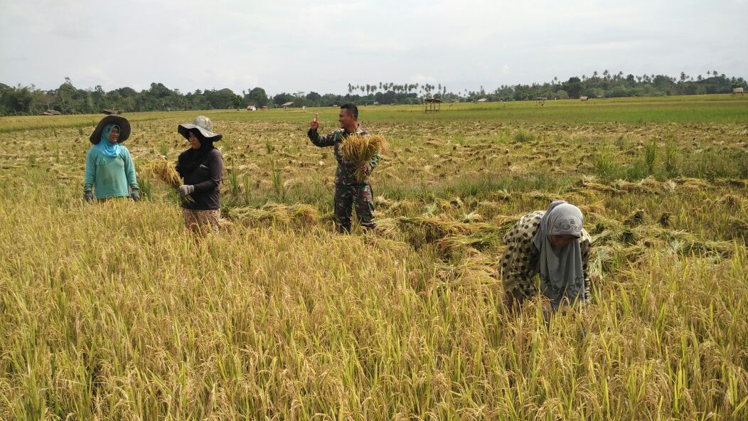 Menggugah dan Memotivasi Masyarakat, Babinsa Koramil 03 Teupah Selatan Bantu Petani Panen Padi