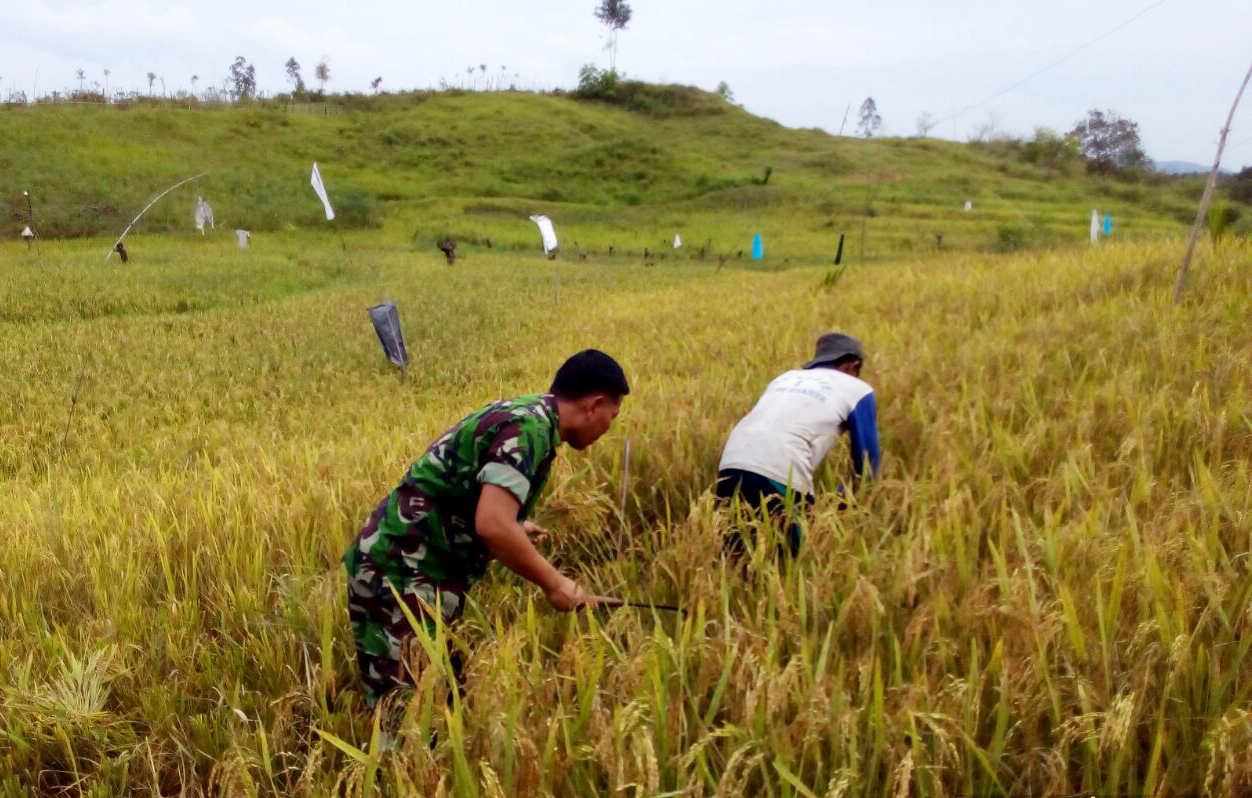Warganya Sedang Panen Padi, Babinsa Sertu Tarmaji Selalu Datang Membantu