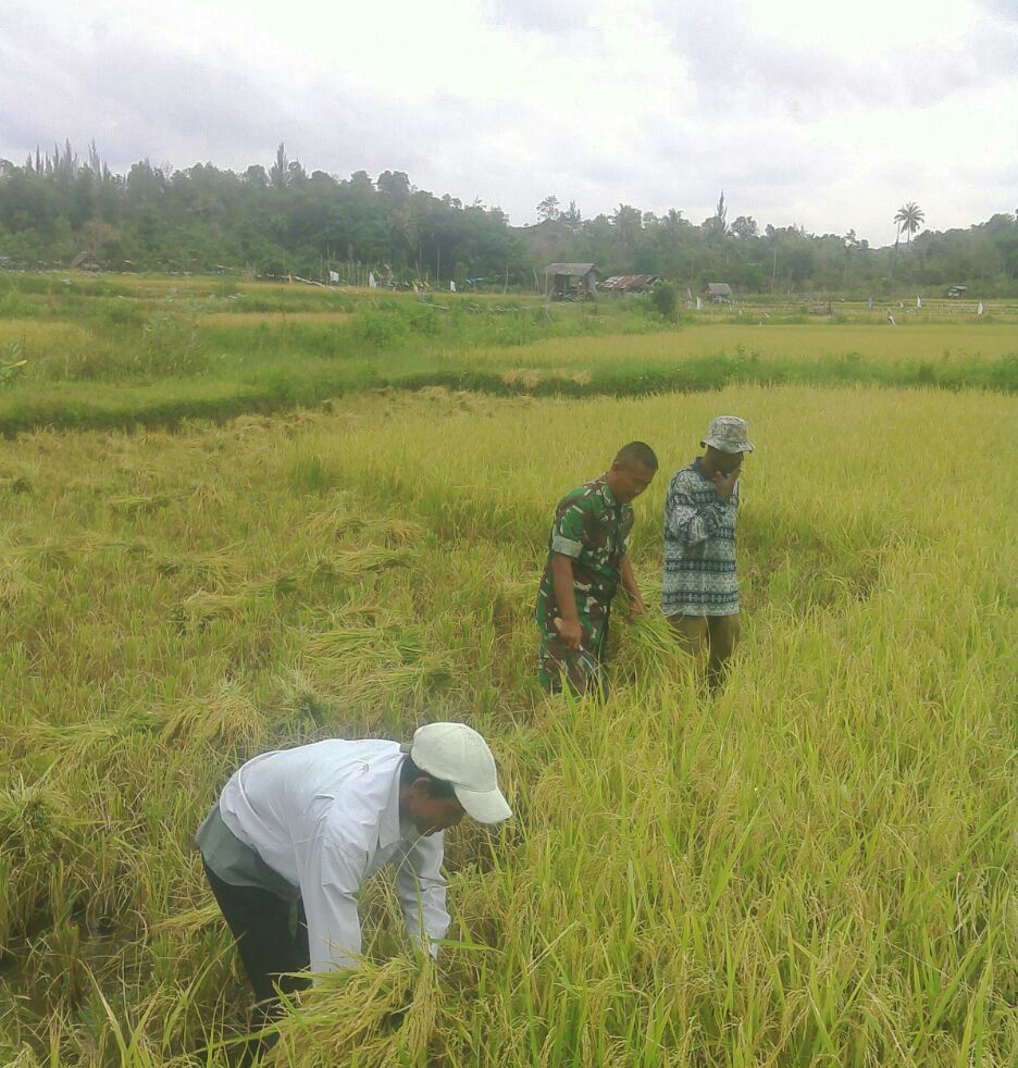 Peran Babinsa Koramil Lhoknga Wujudkan Hanpangan,  Ikut Bantu Petani Panen Padi