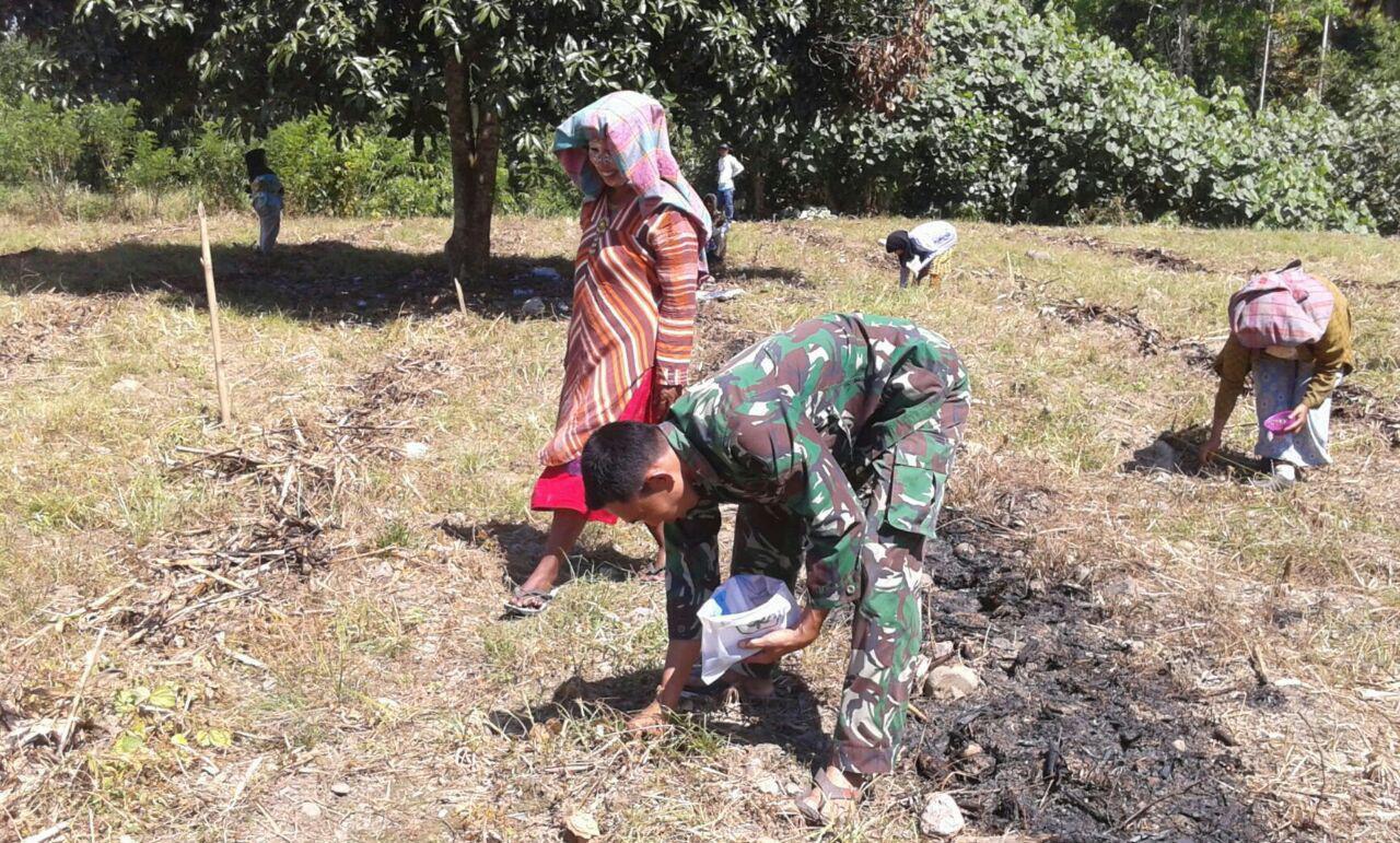 Babinsa Bantu Warga Menanam Jagung