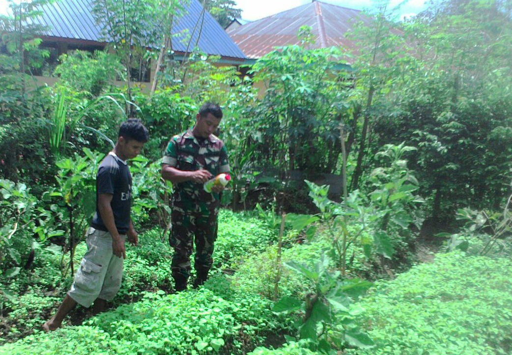 Babinsa Sosialisasikan Manfaat Biopastonik Pupuk Hayati Cair ke Petani
