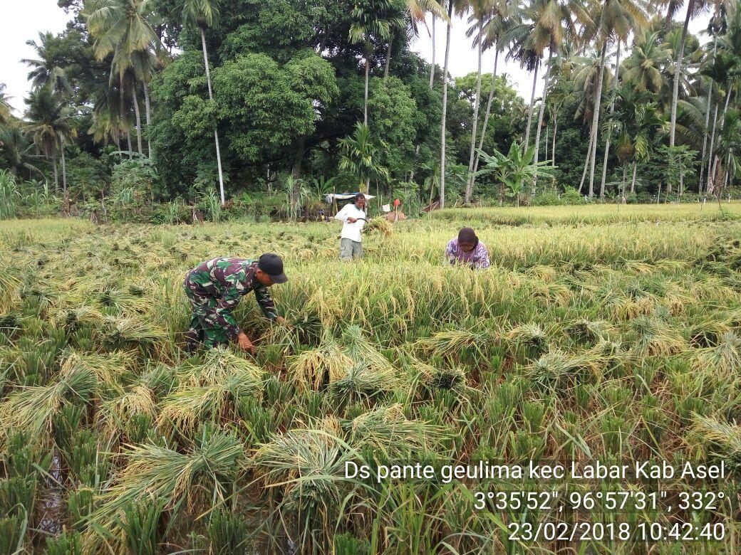 Melampaui Target, Hasil Panen Padi di Lokasi Cetak Sawah Baru Labuhanhaji Barat Capai 7 Ton Perhektar