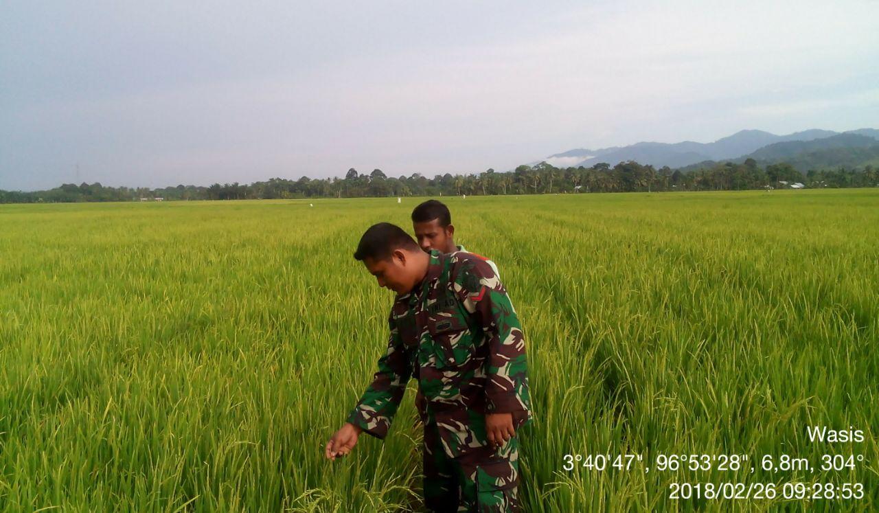 Ini yang dikatakan Babinsa Koramil 05 Pada Petani Saat Tinjau Perkembangan Tanamam Padi