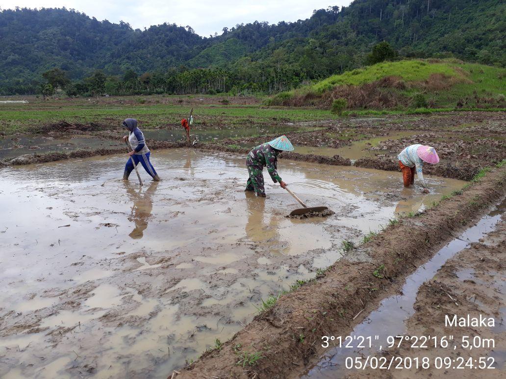 Babinsa Posramil 11/Kluet Tengah Optimalkan Penyiapan Lahan Sawah untuk Penaburan Benih Padi