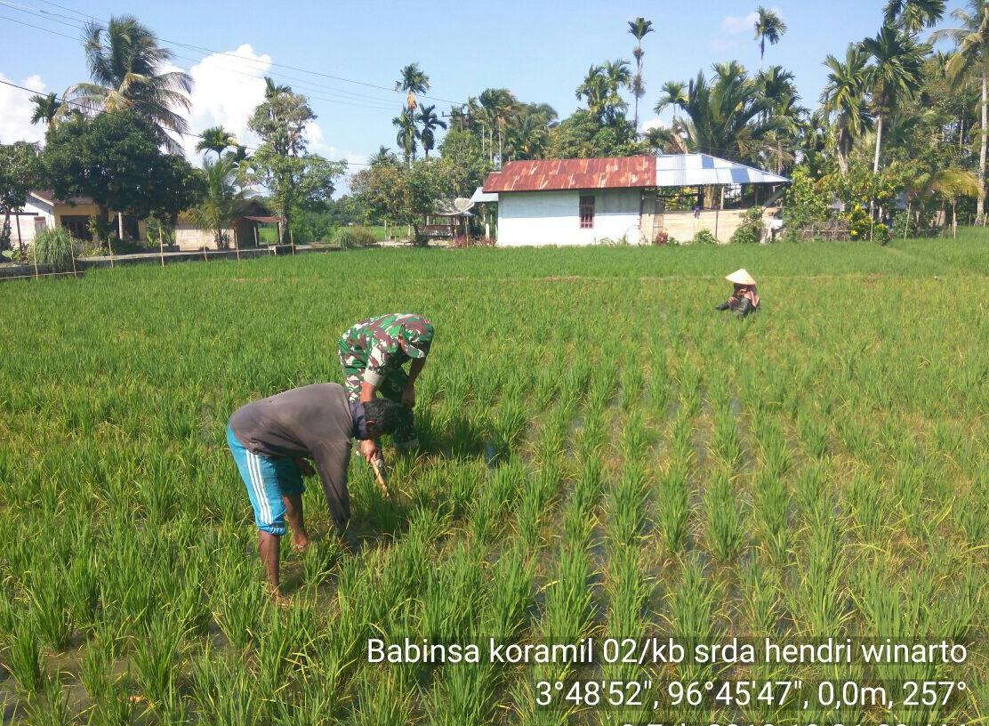 Babinsa Koramil 02/Kuala Batee Bantu Petani Nyiangi Gulma