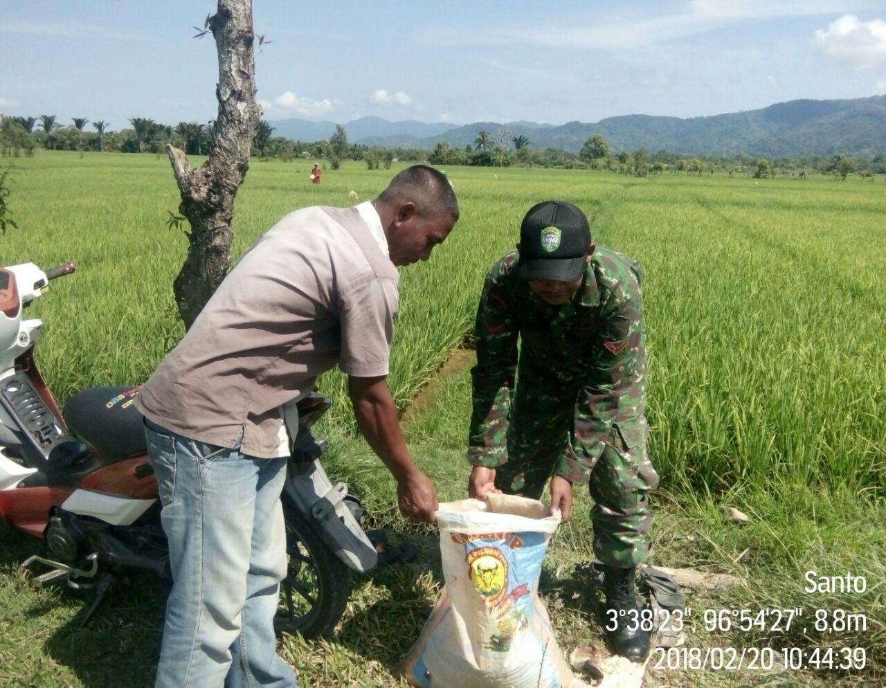 Laksanakan Pendampingan Petani, Babinsa Koramil Tangan-tangan Bantu Tebarkan Pupuk